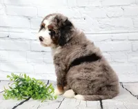 Frisco , a male Miniature Bernedoodle for sale in Livingston, WI – 4 of 10