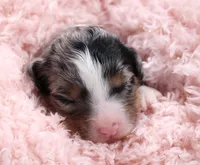 Callie, a female Miniature Bernedoodle for sale in Livingston, WI – Photo 4 of 6