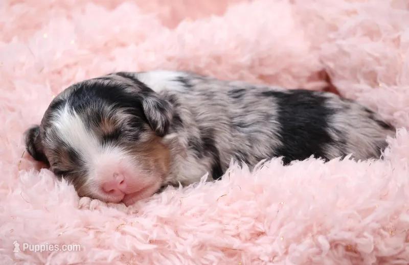 Callie – Miniature Bernedoodle puppy for sale in Livingston, WI