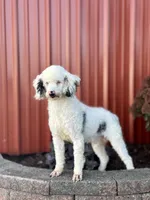 Callie, a female Miniature Bernedoodle for sale in Livingston, WI – Photo 6 of 6