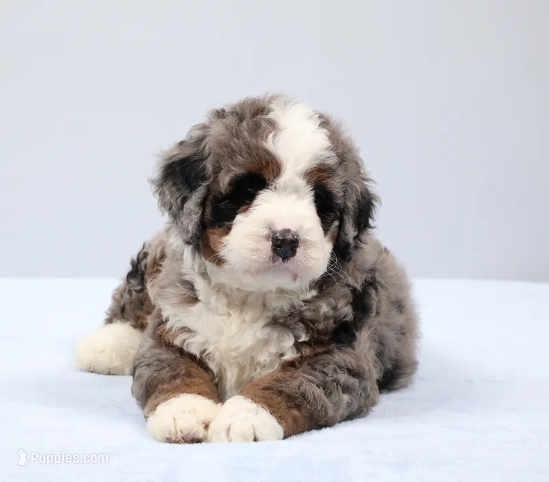 Fletcher  – Miniature Bernedoodle puppy for sale in Livingston, WI
