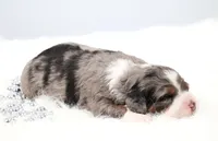 Flora , a female Miniature Bernedoodle for sale in Livingston, WI – 3 of 6