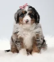Callie, a female Miniature Bernedoodle for sale in Livingston, WI – 4 of 10