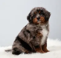 Candy , a female Miniature Bernedoodle for sale in Livingston, WI – 2 of 10