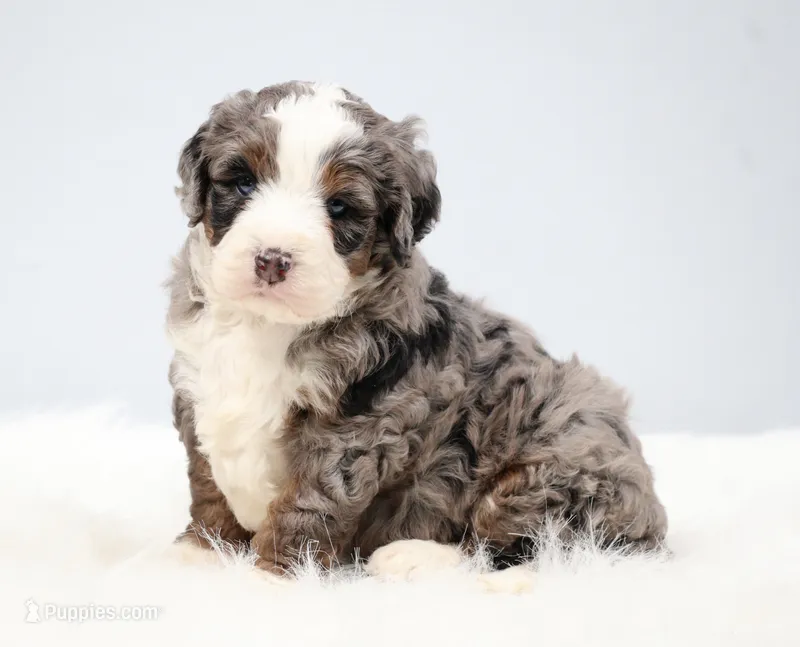 Fletcher  – Miniature Bernedoodle puppy for sale in Livingston, WI