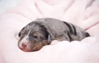 Jacqui , a female Miniature Bernedoodle for sale in Livingston, WI – 3 of 4