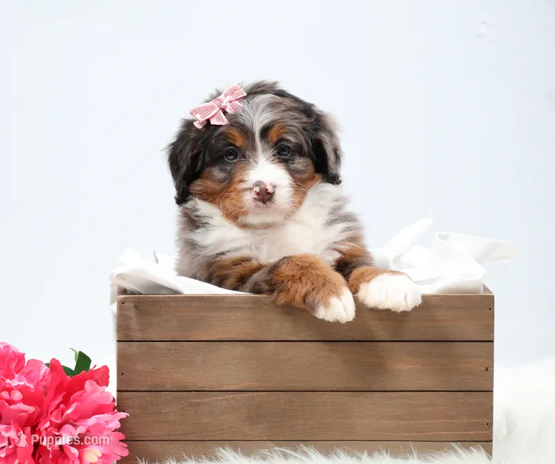 Cherish  – Miniature Bernedoodle puppy for sale in Livingston, WI