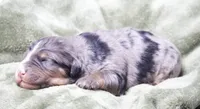 Jaxon , a male Miniature Bernedoodle for sale in Livingston, WI – 2 of 3