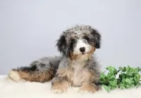 Fern, a female Miniature Bernedoodle for sale in Livingston, WI – 3 of 10