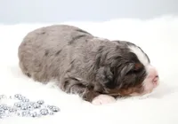 Frisco , a male Miniature Bernedoodle for sale in Livingston, WI – 4 of 6