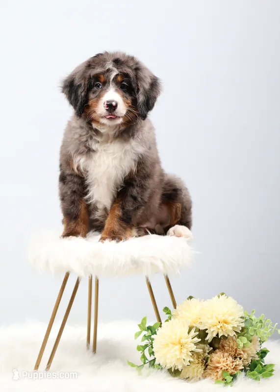Carter  – Miniature Bernedoodle puppy for sale in Livingston, WI