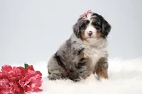 Callie, a female Miniature Bernedoodle for sale in Livingston, WI – 3 of 10
