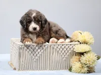 Finn, a male Miniature Bernedoodle for sale in Livingston, WI – 1 of 10