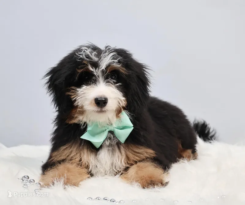Dylan  – Miniature Bernedoodle puppy for sale in Livingston, WI