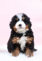 processed/4711aae3-09ea-47e0-836b-28b574937e82/listing/6acc86b0-2d4b-44ab-9b04-28ca54a66e2b/293ea955-7218-4d45-bd1f-6574cd39f039