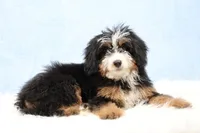 Dylan , a male Miniature Bernedoodle for sale in Livingston, WI – Photo 3 of 10