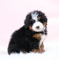 processed/4711aae3-09ea-47e0-836b-28b574937e82/listing/6acc86b0-2d4b-44ab-9b04-28ca54a66e2b/2dca856f-14b3-4e34-a0b6-ef1e339de015