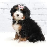 Dylan , a male Miniature Bernedoodle for sale in Livingston, WI – Photo 8 of 10