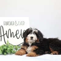 Dylan , a male Miniature Bernedoodle for sale in Livingston, WI – Photo 5 of 10