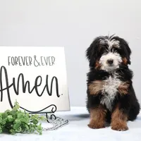 Dylan , a male Miniature Bernedoodle for sale in Livingston, WI – Photo 4 of 10