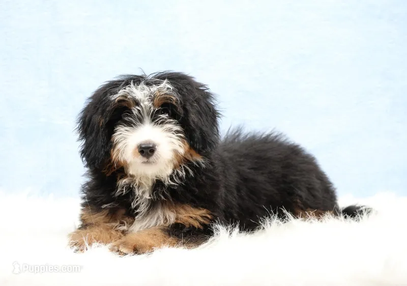 Dylan  – Miniature Bernedoodle puppy for sale in Livingston, WI