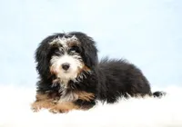 Dylan , a male Miniature Bernedoodle for sale in Livingston, WI – Photo 1 of 10