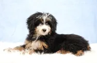 Dylan , a male Miniature Bernedoodle for sale in Livingston, WI – Photo 2 of 10