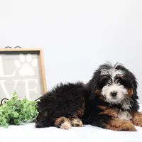 Dylan , a male Miniature Bernedoodle for sale in Livingston, WI – Photo 6 of 10