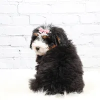 Dylan , a male Miniature Bernedoodle for sale in Livingston, WI – Photo 10 of 10