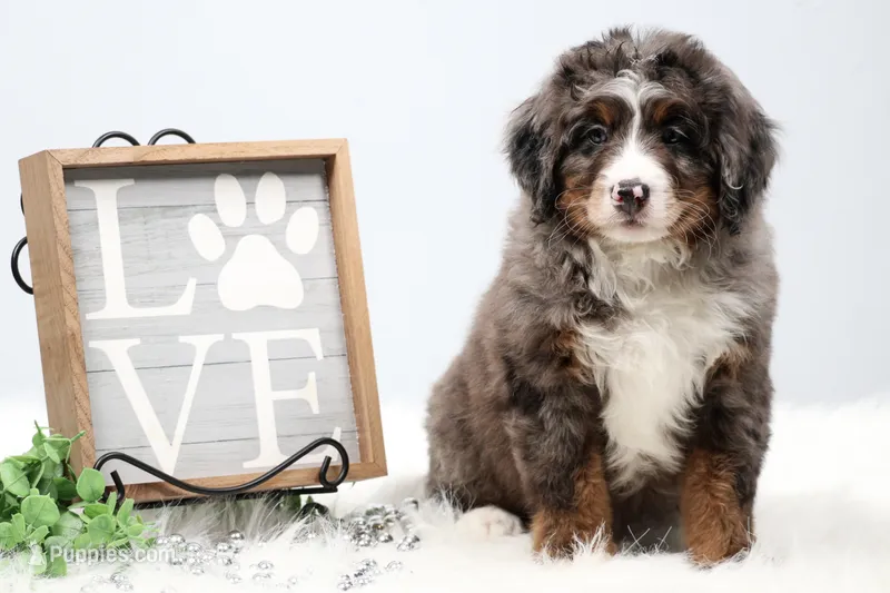 Carter  – Miniature Bernedoodle puppy for sale in Livingston, WI