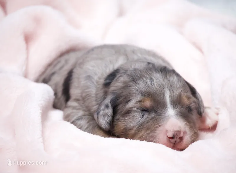 Jacqui  – Miniature Bernedoodle puppy for sale in Livingston, WI