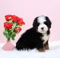 processed/4711aae3-09ea-47e0-836b-28b574937e82/listing/6da7b29a-0a48-4a98-a53e-331ebc8b6cee/b86bdc8d-a98f-4d5c-a835-3a191d993d48