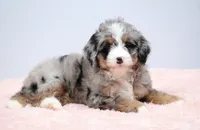 Fern, a female Miniature Bernedoodle for sale in Livingston, WI – 6 of 10