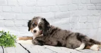 Felix , a male Miniature Bernedoodle for sale in Livingston, WI – 4 of 10