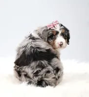 Callie, a female Miniature Bernedoodle for sale in Livingston, WI – 5 of 10