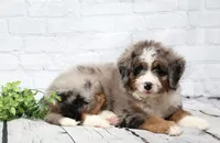 Fido, a male Miniature Bernedoodle for sale in Livingston, WI – 2 of 10