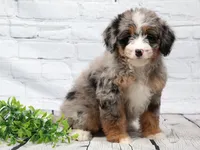 Fern, a female Miniature Bernedoodle for sale in Livingston, WI – 2 of 10