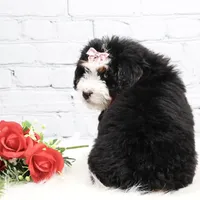 Demi, a male Miniature Bernedoodle for sale in Livingston, WI – Photo 9 of 10