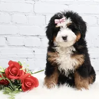 Demi, a male Miniature Bernedoodle for sale in Livingston, WI – Photo 7 of 10