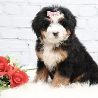 Demi, a male Miniature Bernedoodle for sale in Livingston, WI – Photo 8 of 10