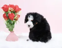 processed/4711aae3-09ea-47e0-836b-28b574937e82/listing/75b5b698-efbb-43b6-89d2-7685843eafb6/2f1f9399-7c2e-4406-9ad2-9a67dc2def11