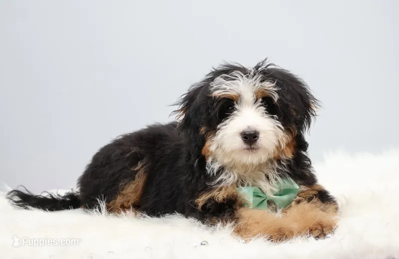 Demi – Miniature Bernedoodle puppy for sale in Livingston, WI