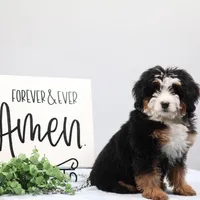 Demi, a male Miniature Bernedoodle for sale in Livingston, WI – Photo 6 of 10