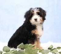 Demi, a male Miniature Bernedoodle for sale in Livingston, WI – Photo 3 of 10
