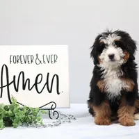 Demi, a male Miniature Bernedoodle for sale in Livingston, WI – Photo 4 of 10