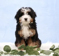 Demi, a male Miniature Bernedoodle for sale in Livingston, WI – Photo 2 of 10