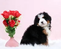 processed/4711aae3-09ea-47e0-836b-28b574937e82/listing/75b5b698-efbb-43b6-89d2-7685843eafb6/b43086b3-f9d4-4aae-9b4d-a3e839567664