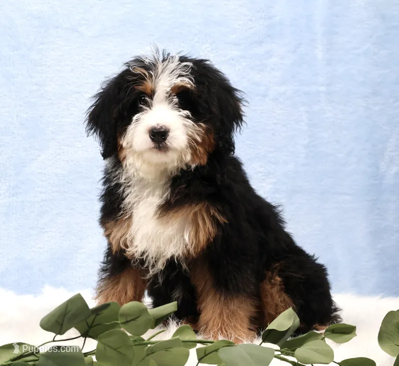 Demi – Miniature Bernedoodle puppy for sale in Livingston, WI