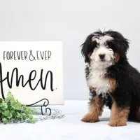 Demi, a male Miniature Bernedoodle for sale in Livingston, WI – Photo 5 of 10
