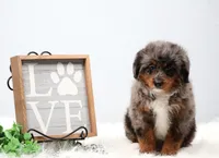 Candy , a female Miniature Bernedoodle for sale in Livingston, WI – 3 of 10